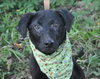 Reese Witherspoon the Loving Labrador