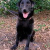 Reese Witherspoon the Loving Labrador