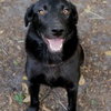 Reese Witherspoon the Loving Labrador