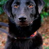Reese Witherspoon the Loving Labrador