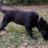 Reese Witherspoon the Loving Labrador