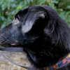 Reese Witherspoon the Loving Labrador