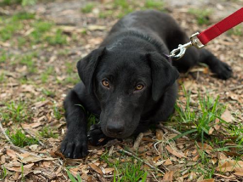 Reese Witherspoon the Loving Labrador
