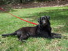 Reese Witherspoon the Loving Labrador
