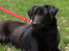 Reese Witherspoon the Loving Labrador