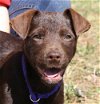 Knoxville the Chocolate Lab