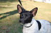 Dolly Parton the Loving Rat Terrier