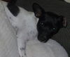 Dolly Parton the Loving Rat Terrier