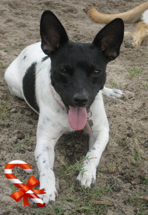 Rat terrier best sale brindle color