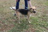 Wilma Rudolph the Shepherd Love