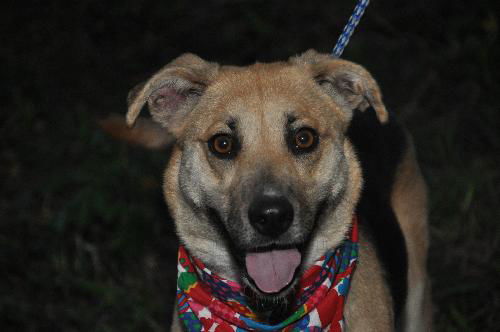 Wilma Rudolph the Shepherd Love