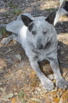 Polly the Sweet Heeler Puppy