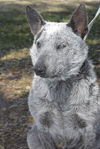 Polly the Sweet Heeler Puppy