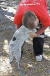 Polly the Sweet Heeler Puppy
