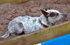 Polly the Sweet Heeler Puppy