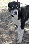 Dixie Carter the Beautiful Husky