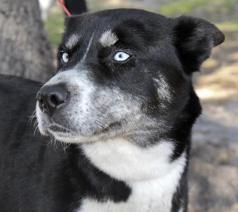 Dixie Carter the Beautiful Husky
