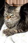 Kitty the Cat
