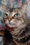 Kitty the Cat