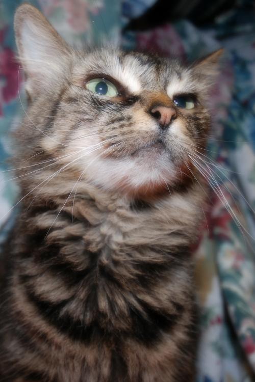 Kitty the Cat