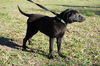 Davy Crocket the Happy Lab