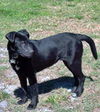 Davy Crocket the Happy Lab