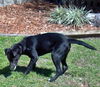 Davy Crocket the Happy Lab