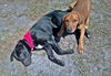 Davy Crocket the Happy Lab