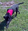 Davy Crocket the Happy Lab