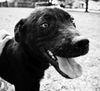 Davy Crocket the Happy Lab