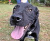 Davy Crocket the Happy Lab