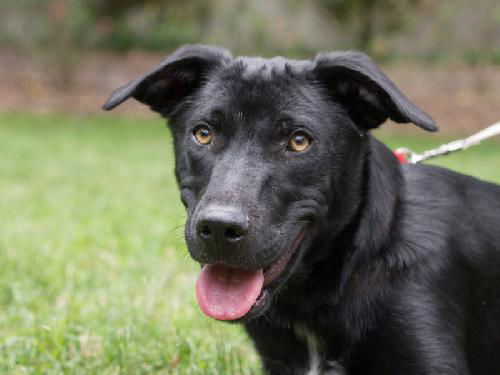 Davy Crocket the Happy Lab