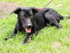 Davy Crocket the Happy Lab