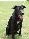 Davy Crocket the Happy Lab