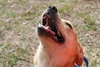 Rodney Atkins the Yellow Lab