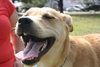 Rodney Atkins the Yellow Lab