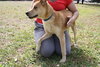 Rodney Atkins the Yellow Lab