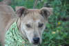 Rodney Atkins the Yellow Lab