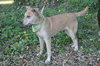 Rodney Atkins the Yellow Lab