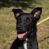 Colbi (Maddie) the Lab/Aussie Puppy