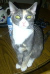 TC the Patchwork Kitten