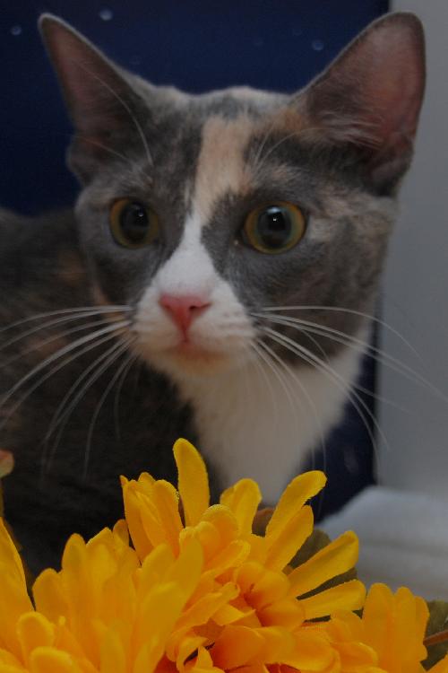 TC the Patchwork Kitten