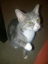 Martini the Loving Kitten