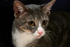 Martini the Loving Kitten