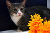 Martini the Loving Kitten