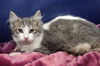 Pina the Quiet Princess Kitten