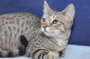Rob Roy the Playful Kitten