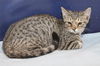 Rob Roy the Playful Kitten