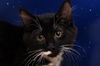 Salem the Fluffy Tuxedo Kitten