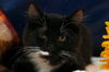 Salem the Fluffy Tuxedo Kitten